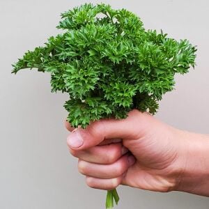 Kıvırcık maydanoz tohumu atalık tohum 3 katmerli