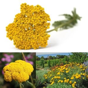 Sarı civanperçemi tohumu achillea filipendulina gold yarrow