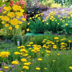 Sarı civanperçemi tohumu achillea filipendulina gold yarrow