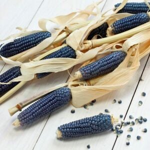 Hopi blue mavi mısır tohumu atalık kızılderili mısırı