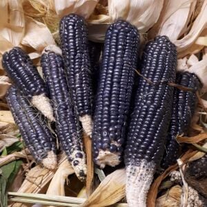 Hopi blue mavi mısır tohumu atalık kızılderili mısırı