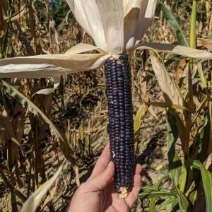 Hopi blue mavi mısır tohumu atalık kızılderili mısırı