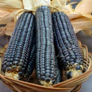 Hopi blue mavi mısır tohumu atalık kızılderili mısırı
