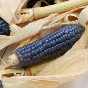 Hopi blue mavi mısır tohumu atalık kızılderili mısırı