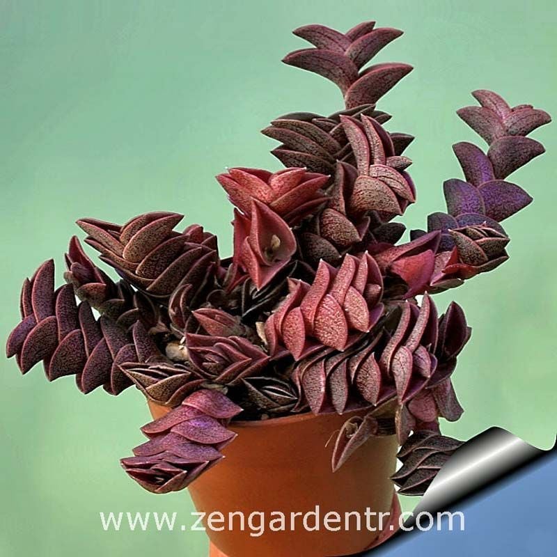 Telgraf çiçeği fidesi tradescantia navicularis chain plant