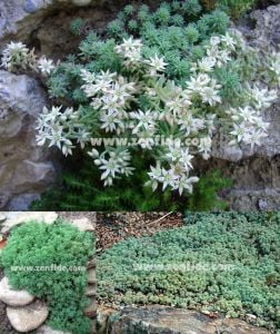 Beyaz çiçekli sedum fidesi sedum hispanicum