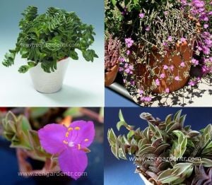 Telgraf çiçeği fidesi tradescantia navicularis chain plant