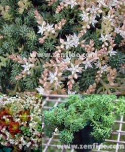 Beyaz çiçekli sedum fidesi sedum hispanicum