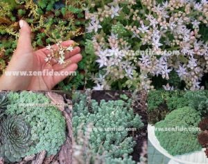 Beyaz çiçekli sedum fidesi sedum hispanicum