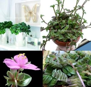 Telgraf çiçeği fidesi tradescantia navicularis chain plant