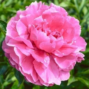 Pembe şakayık soğanı ithal peony paeonia
