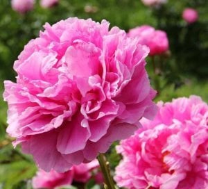 Pembe şakayık soğanı ithal peony paeonia
