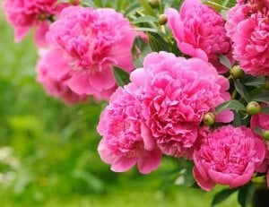 Pembe şakayık soğanı ithal peony paeonia