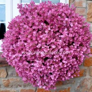 Pembe diascia fidesi divara pink