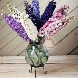 Delphinium tohumu sümbül çiçekli bodur hezaran saksıya uygun