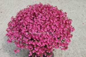 Pembe diascia fidesi divara pink