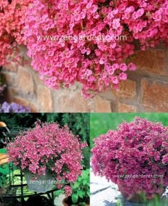 Pembe diascia fidesi divara pink