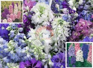 Delphinium tohumu sümbül çiçekli bodur hezaran saksıya uygun