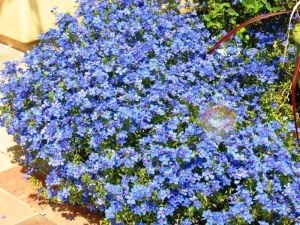Mavi anagallis tohumu monelli blue pimpernel