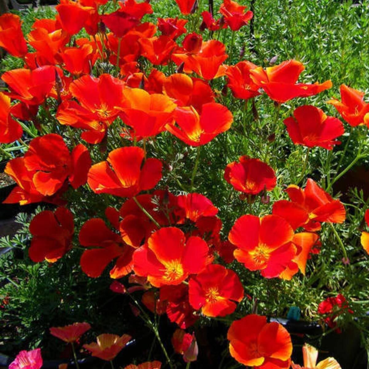 Kırmızı acem lalesi tohumu eschscholzia californica red chief
