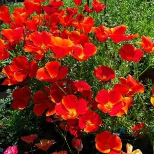 Kırmızı acem lalesi tohumu eschscholzia californica red chief
