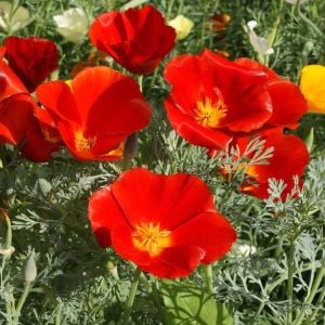 Kırmızı acem lalesi tohumu eschscholzia californica red chief