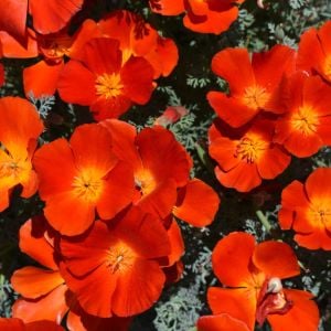Kırmızı acem lalesi tohumu eschscholzia californica red chief