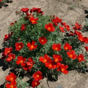 Kırmızı acem lalesi tohumu eschscholzia californica red chief