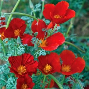 Kırmızı acem lalesi tohumu eschscholzia californica red chief
