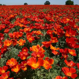 Kırmızı acem lalesi tohumu eschscholzia californica red chief