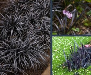 Siyah Osmanlı çimi ophiopogon japonicus Nigrescens
