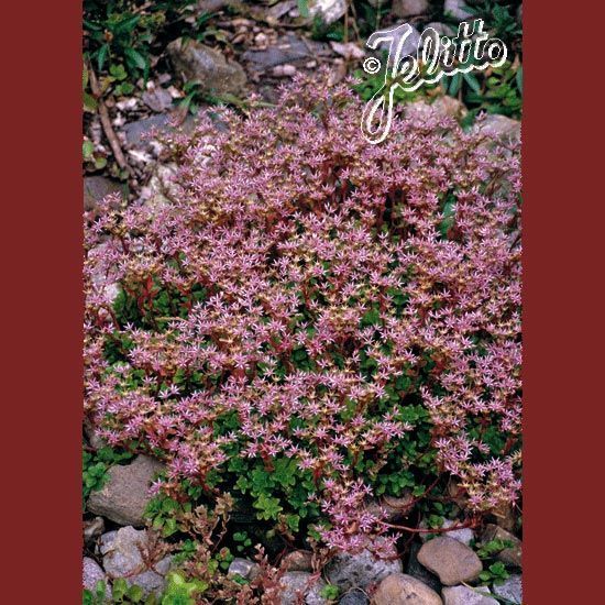 Pembe yıldız sedum fidesi stoloniferum