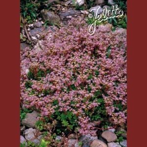 Pembe yıldız sedum fidesi stoloniferum