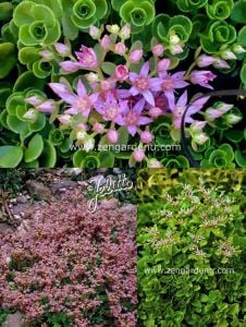 Pembe yıldız sedum fidesi stoloniferum