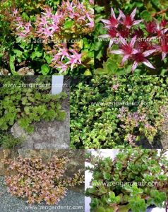 Pembe yıldız sedum fidesi stoloniferum