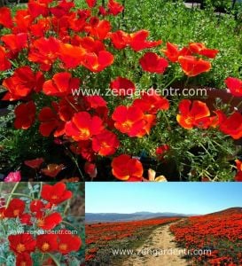 Kırmızı acem lalesi tohumu eschscholzia californica red chief