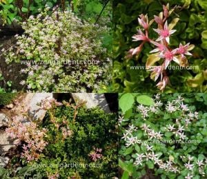 Pembe yıldız sedum fidesi stoloniferum