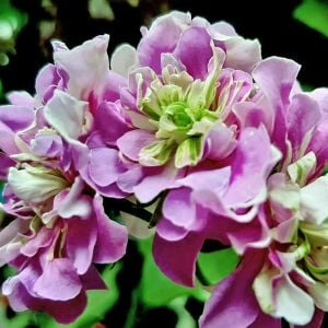 Sakız sardunya pelargonium green eyes kokulu yapraklı