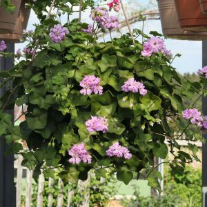 Sakız sardunya pelargonium green eyes kokulu yapraklı