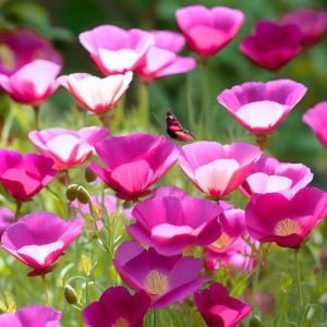 Acem lalesi tohumu mor ve tonları purple gleam mix eschscholzia californica