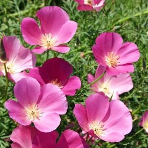 Acem lalesi tohumu mor ve tonları purple gleam mix eschscholzia californica