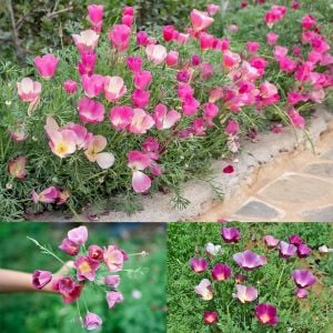 Acem lalesi tohumu mor ve tonları purple gleam mix eschscholzia californica