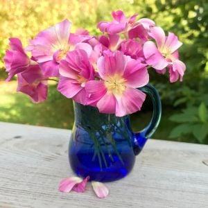 Acem lalesi tohumu mor ve tonları purple gleam mix eschscholzia californica