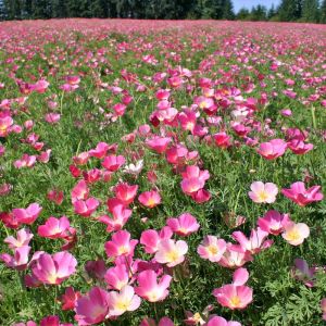 Acem lalesi tohumu mor ve tonları purple gleam mix eschscholzia californica
