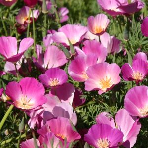 Acem lalesi tohumu mor ve tonları purple gleam mix eschscholzia californica