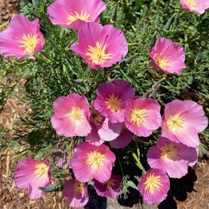 Acem lalesi tohumu mor ve tonları purple gleam mix eschscholzia californica