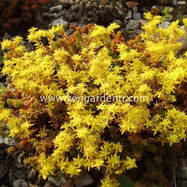 Limon sarısı sedum fidesi sexangulare