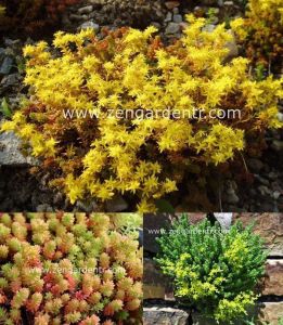 Limon sarısı sedum fidesi sexangulare