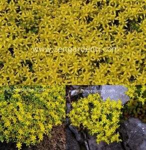 Limon sarısı sedum fidesi sexangulare