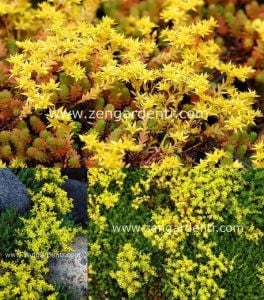 Limon sarısı sedum fidesi sexangulare